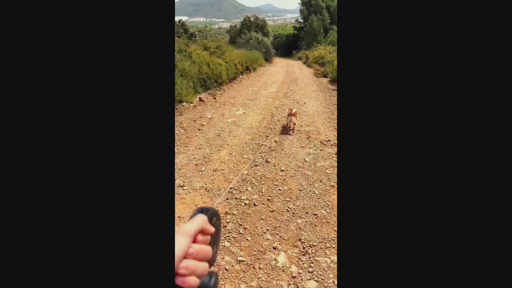 Dog Portable Water